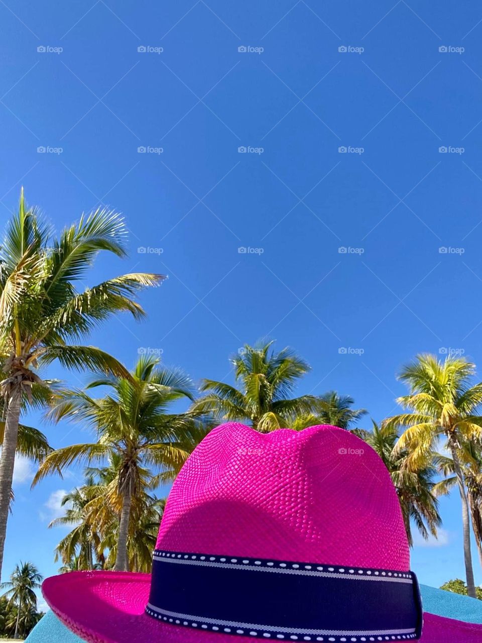 A magenta pink fedora with a navy blue ribbon is seen with five green and brown palm trees and a radiantly blue sky with no clouds. The beaches of Miami are a colorful place to be!