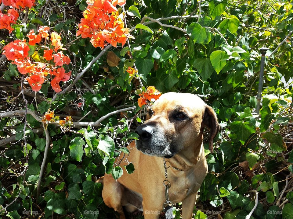 Rhodesian Ridgeback in bougainvilleas