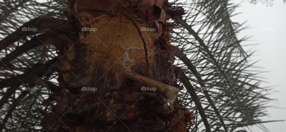 Molases produce from date tree