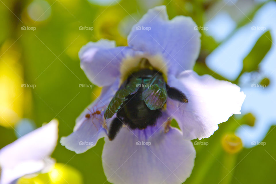 THE FLOWERS, BEES, AND ANTS AT NOON NOOK GARDEN PATTAYA THAILAND