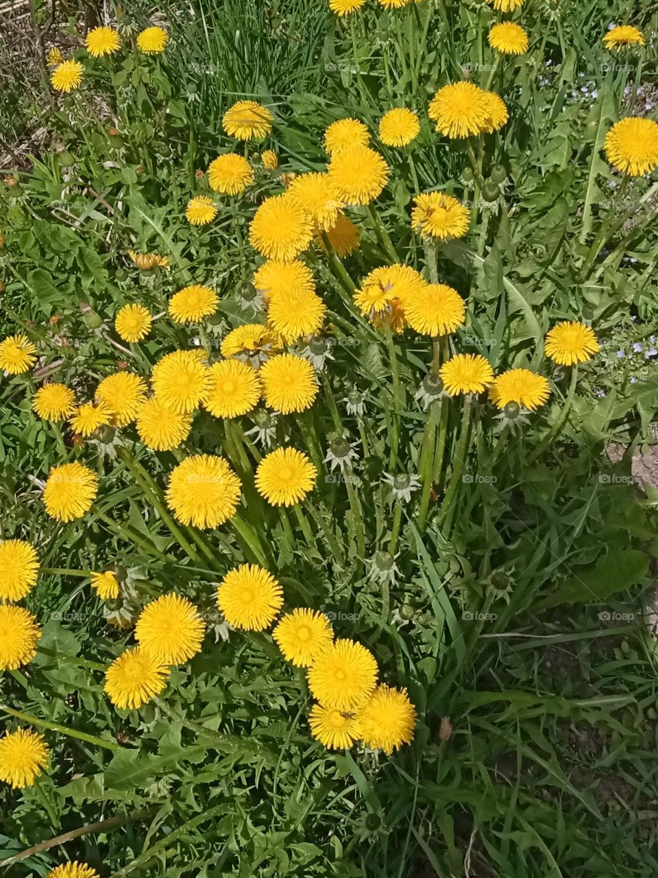 Yellow spring flowers