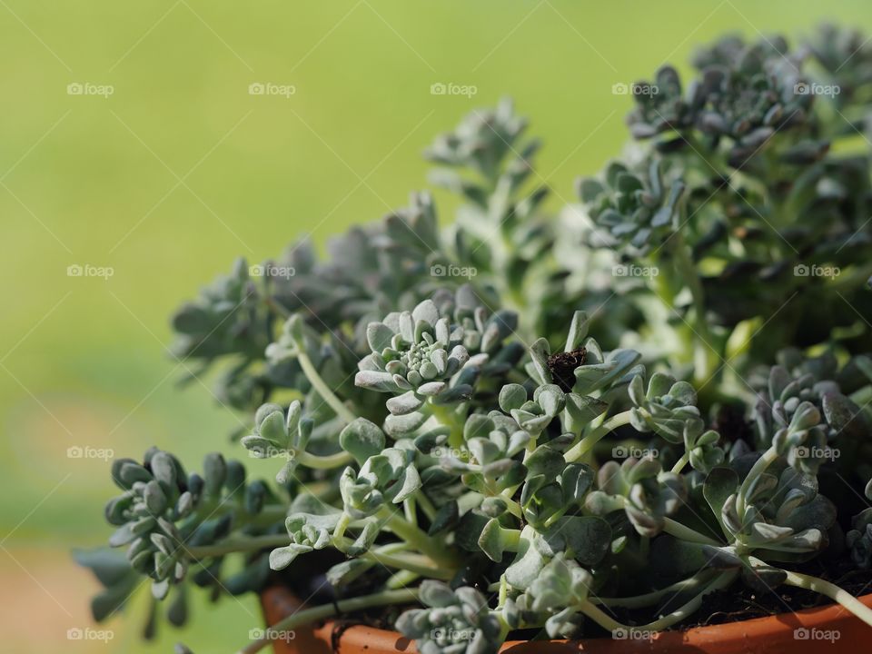 Close up of succulent plant