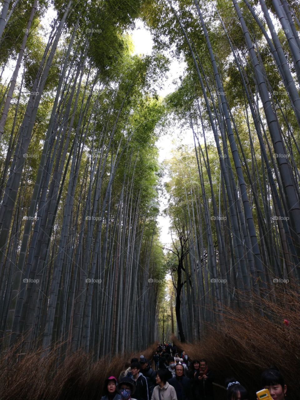 Bamboo all around. This forest is so impressive. Just follow the path, otherwise you gonna be lost.
