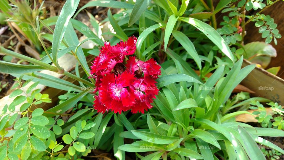 Delicadas flores vermelhas, escuras.