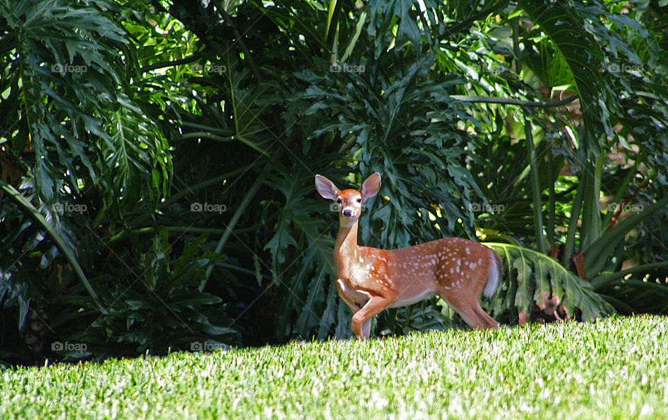 The baby in my backyard