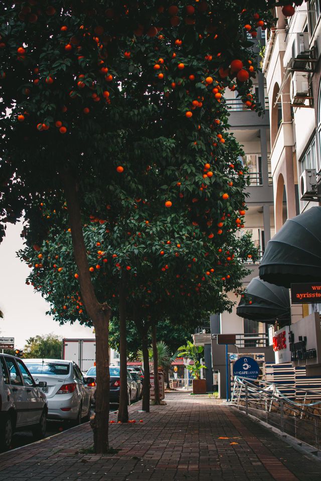 Oranges in Turkey 