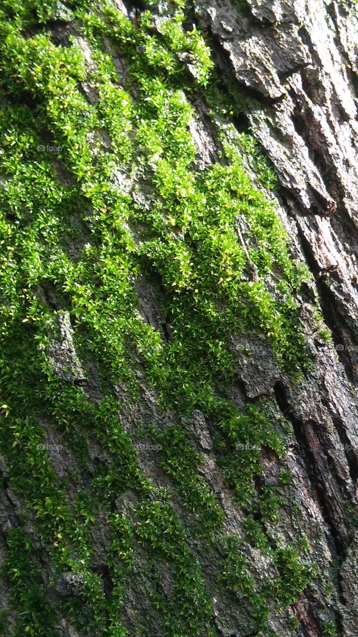 tree moss