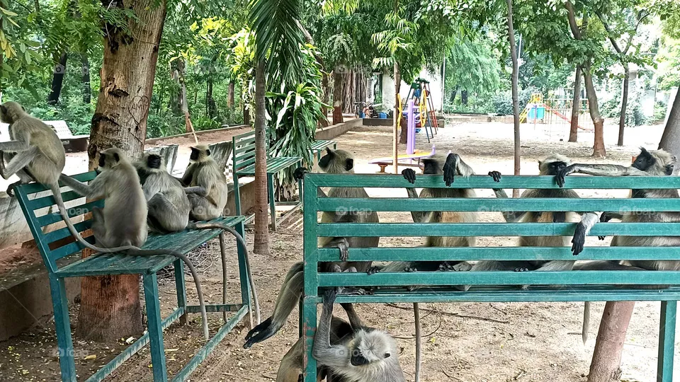 gray langur