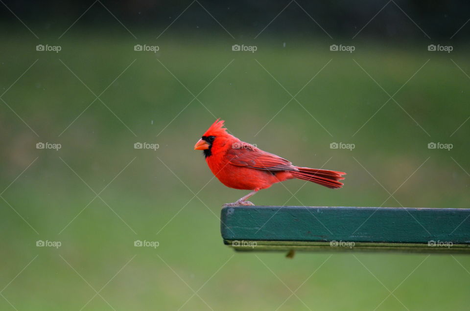 Cardinal perching on wood