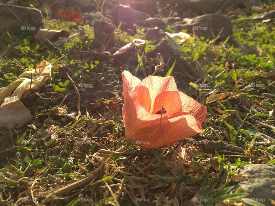 bunga sama batu part 2