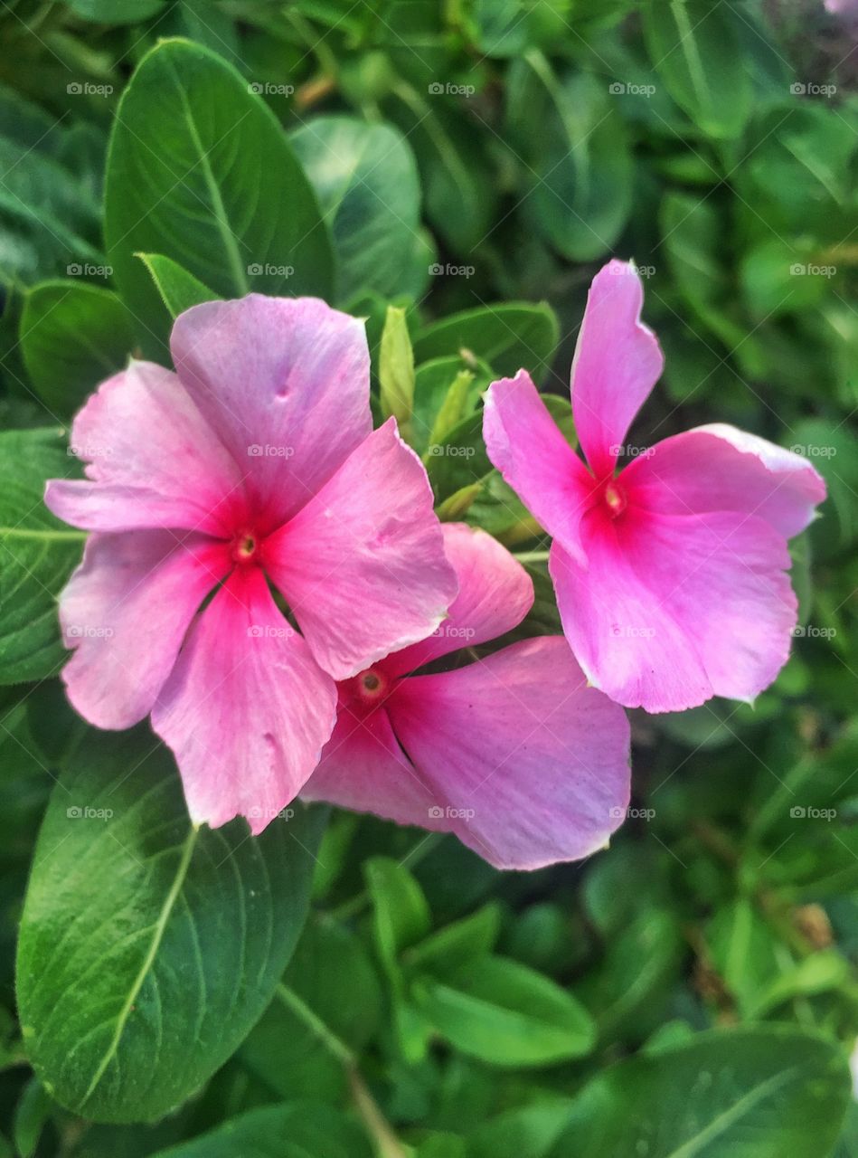 Pink flowers 