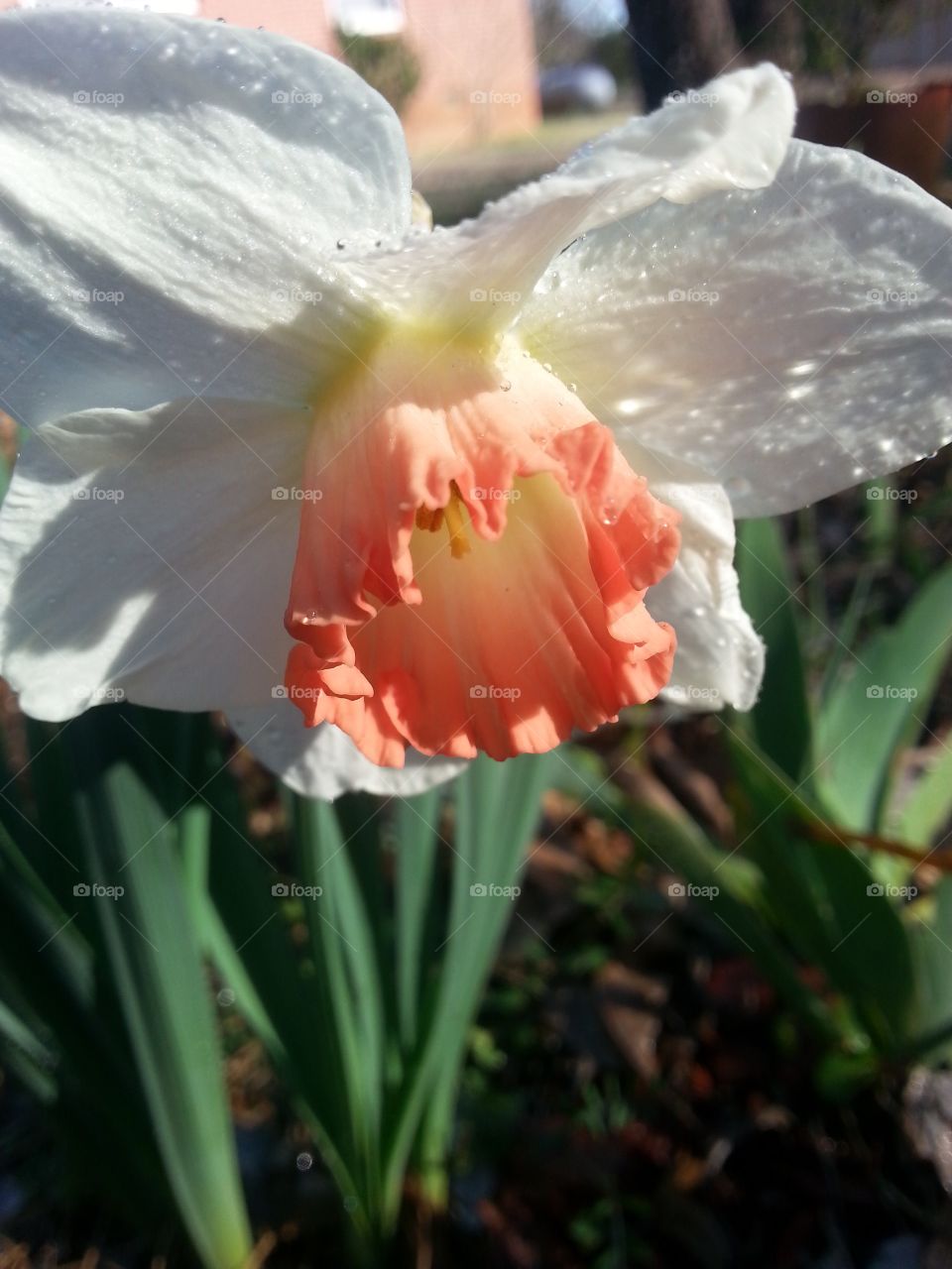 Salmon orange centered white narcissus in garden