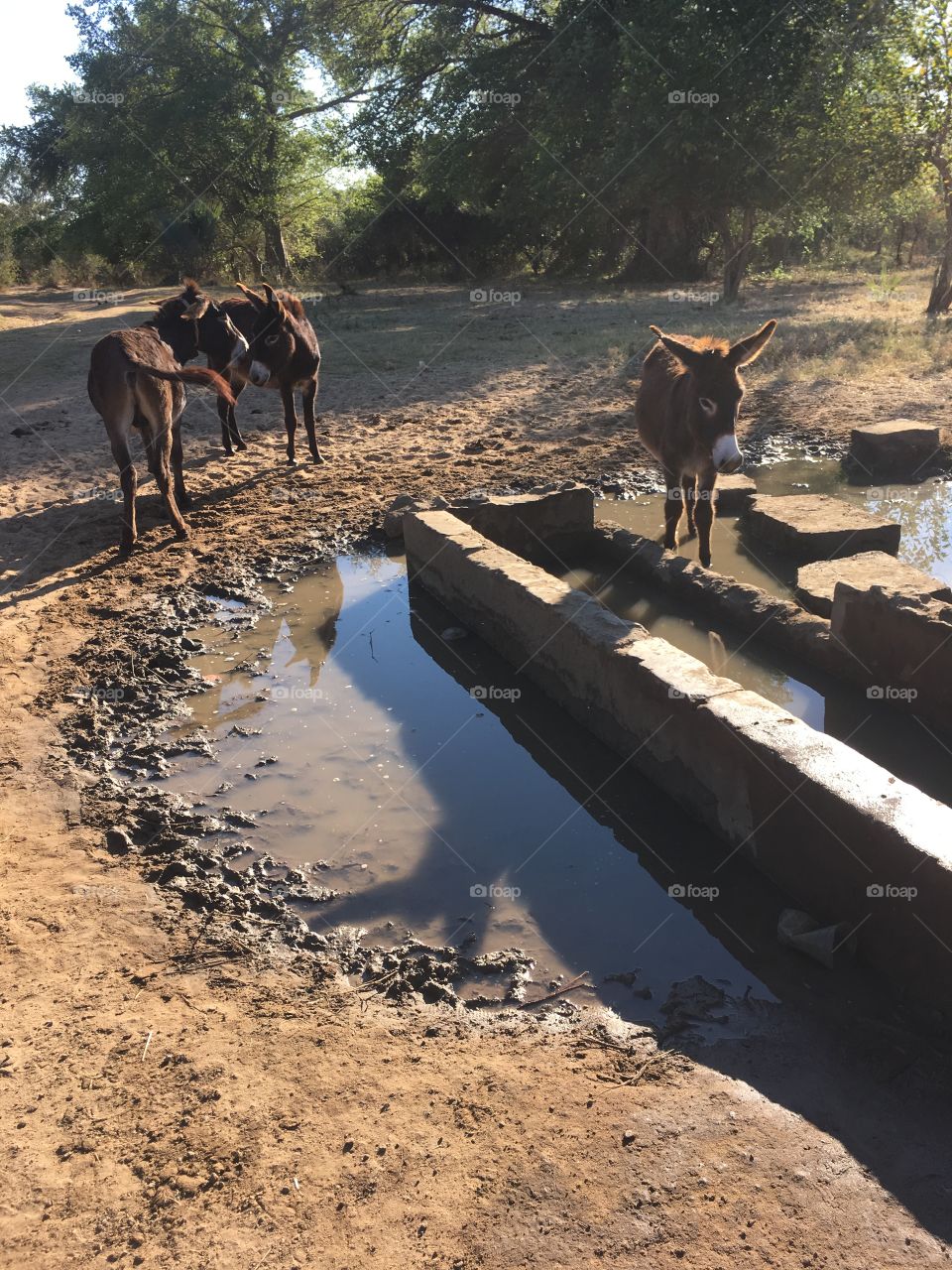 Donkeys by the broken water pump