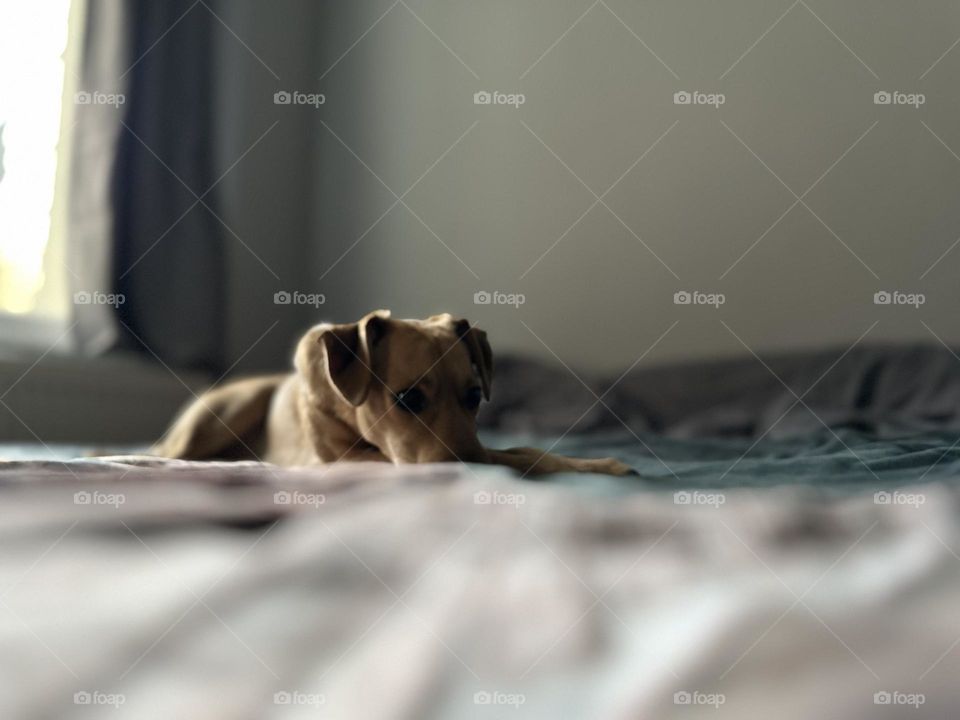 Sad dog laying in bed