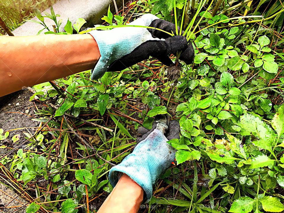 Gardening
