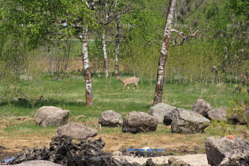 deer in country yard