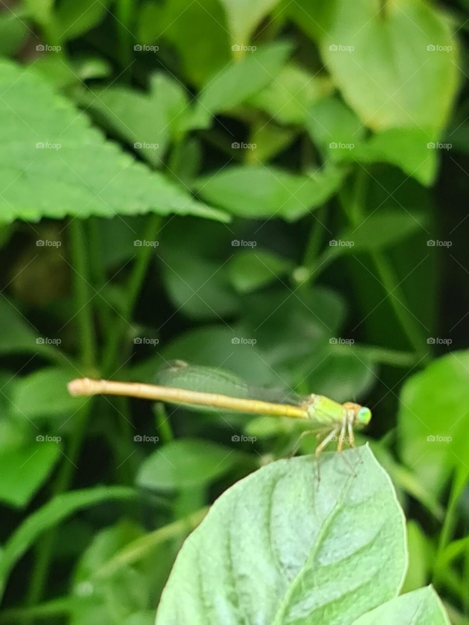 green dragon fly