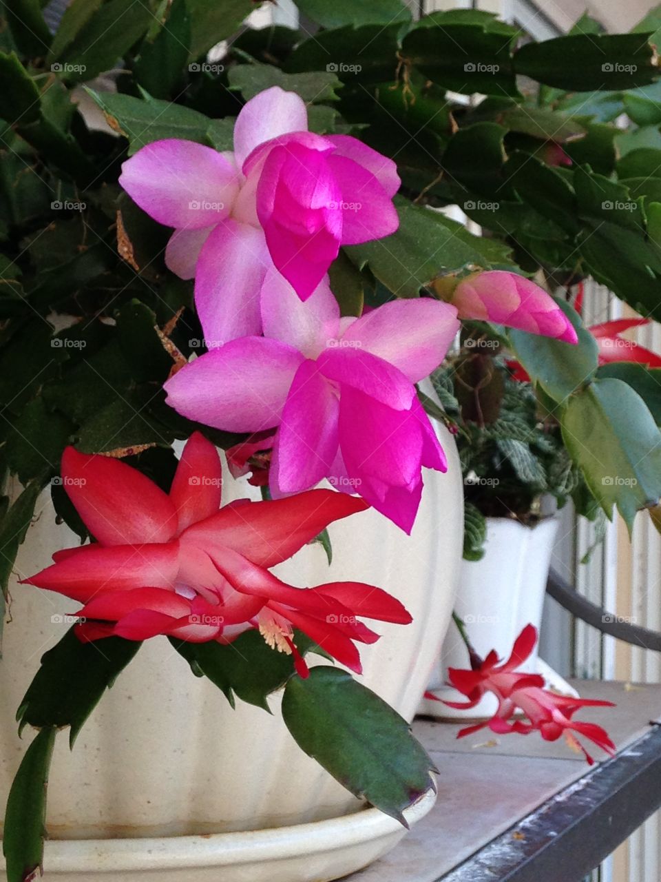 House plants in pots 