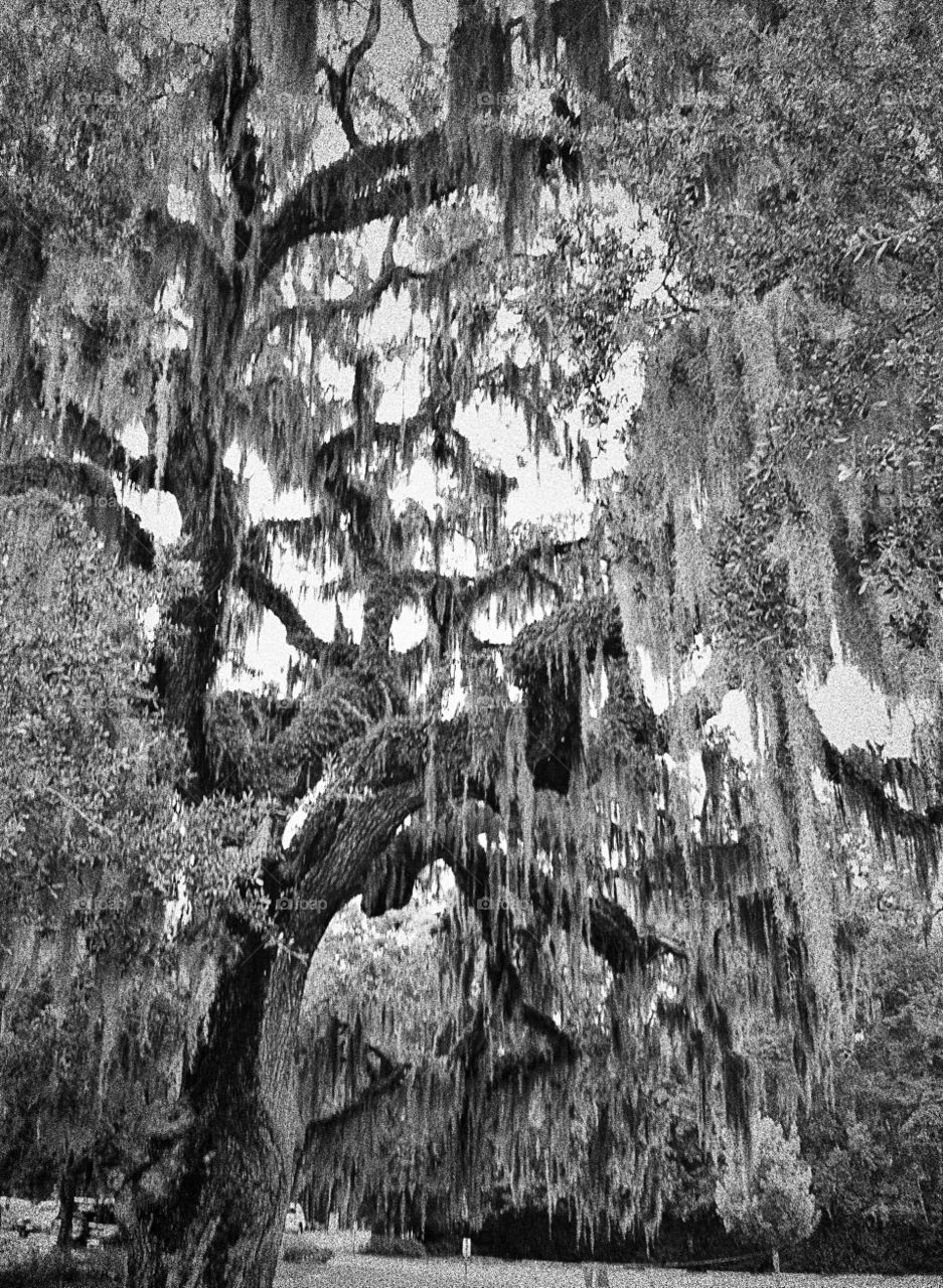 Low angle view of live oak tree