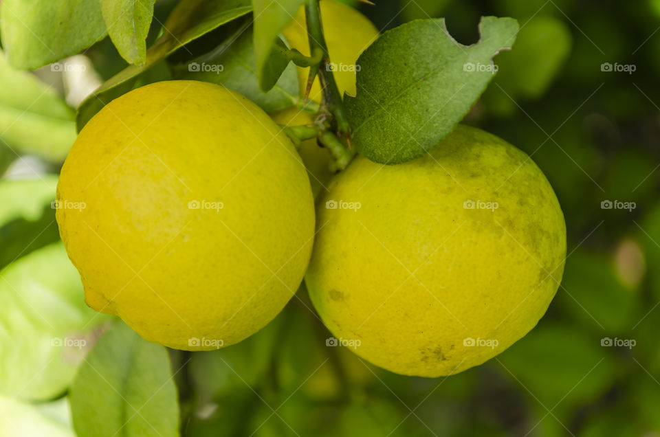 Yellow Ripe Key Lime close-up