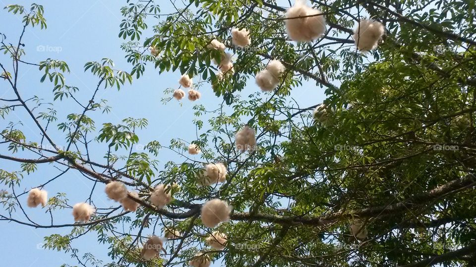 A cotton tree in spring!