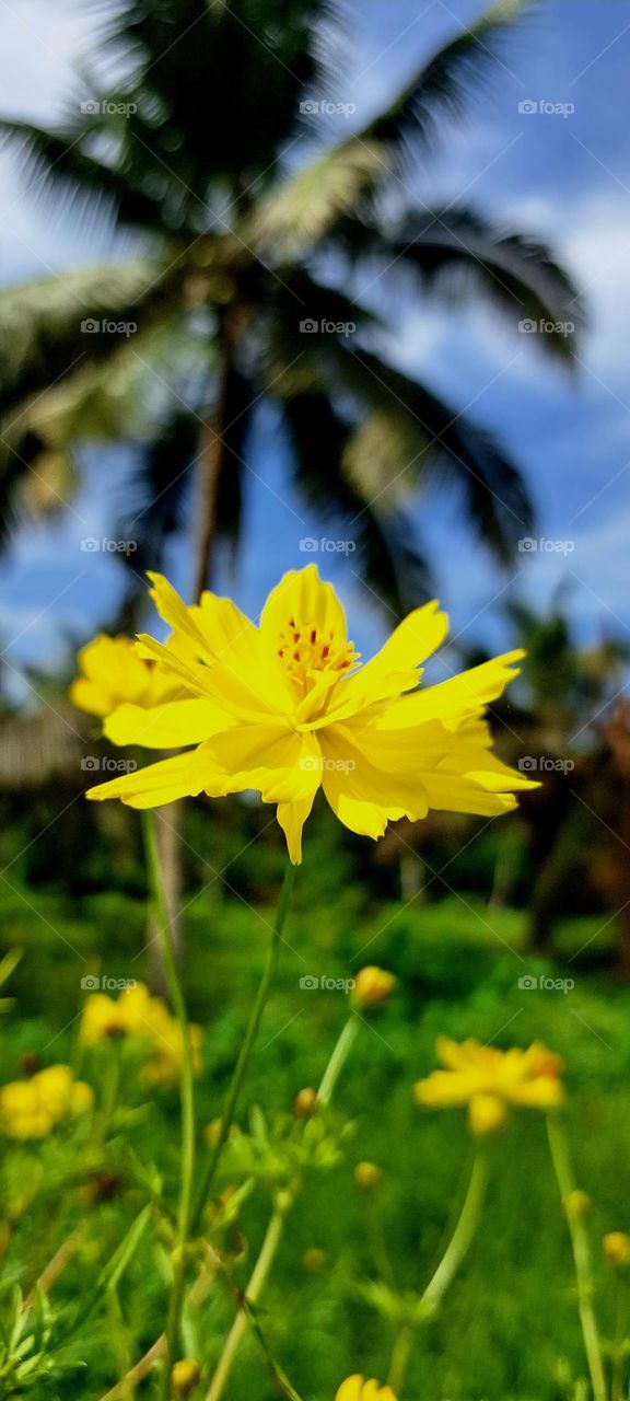 Manganari flowers