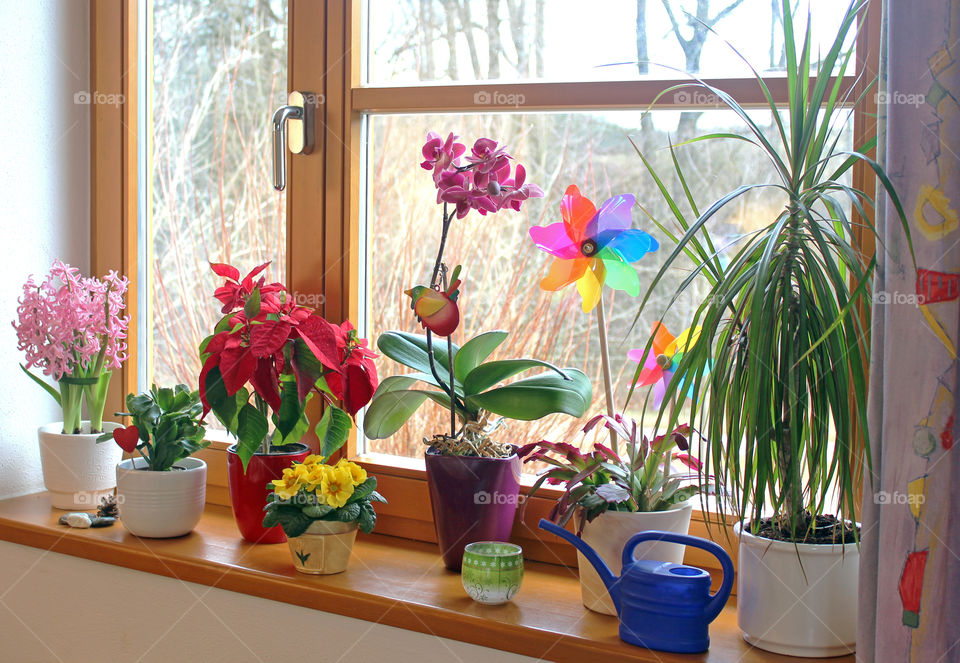 potted plants with colorful blossoms on a window sill