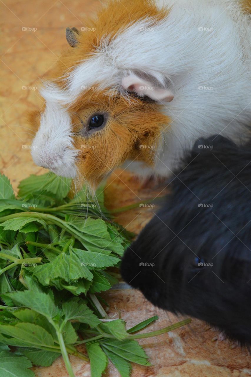 two guinea pigs beautiful portraits eating green leaves