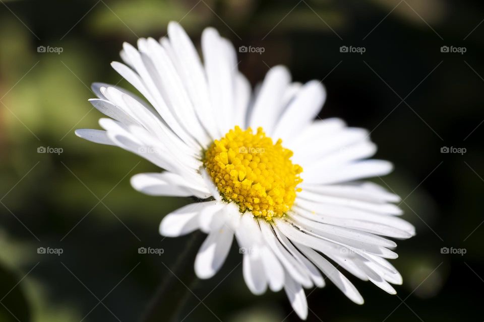 A macro portrait of a small yellow and white daisy flower in the bright sunlight.