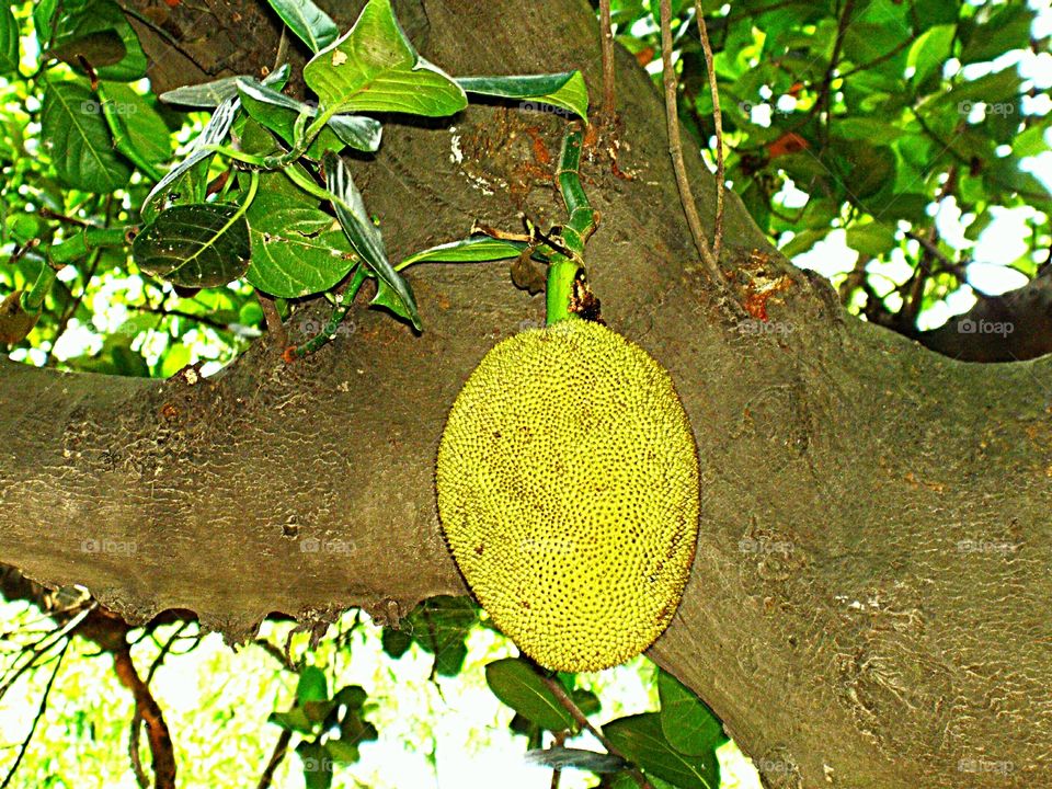 Jackfruit