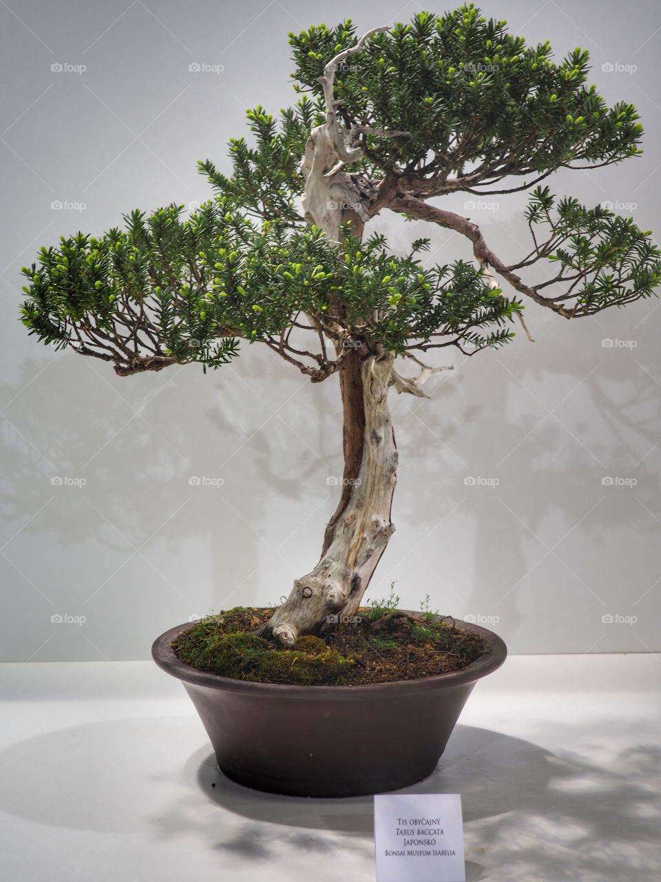 bonsai