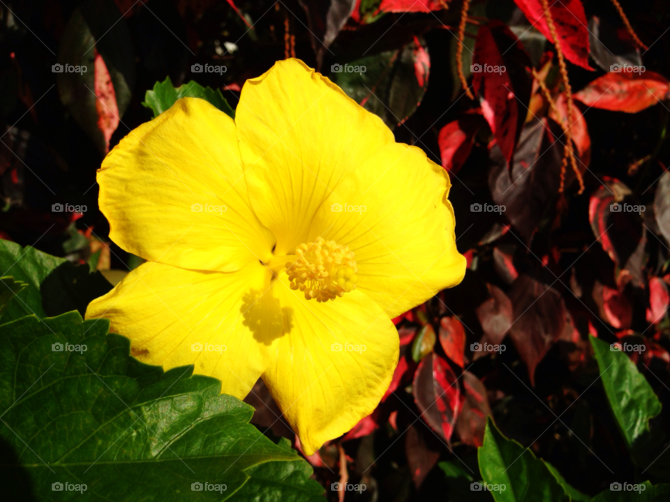 florida yellow botany nature by jmsilva59