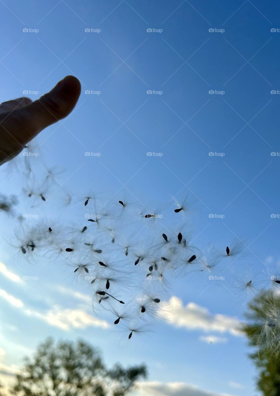 Milkweed seeds flying in the wind