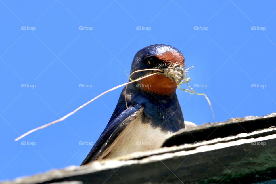 Swallow