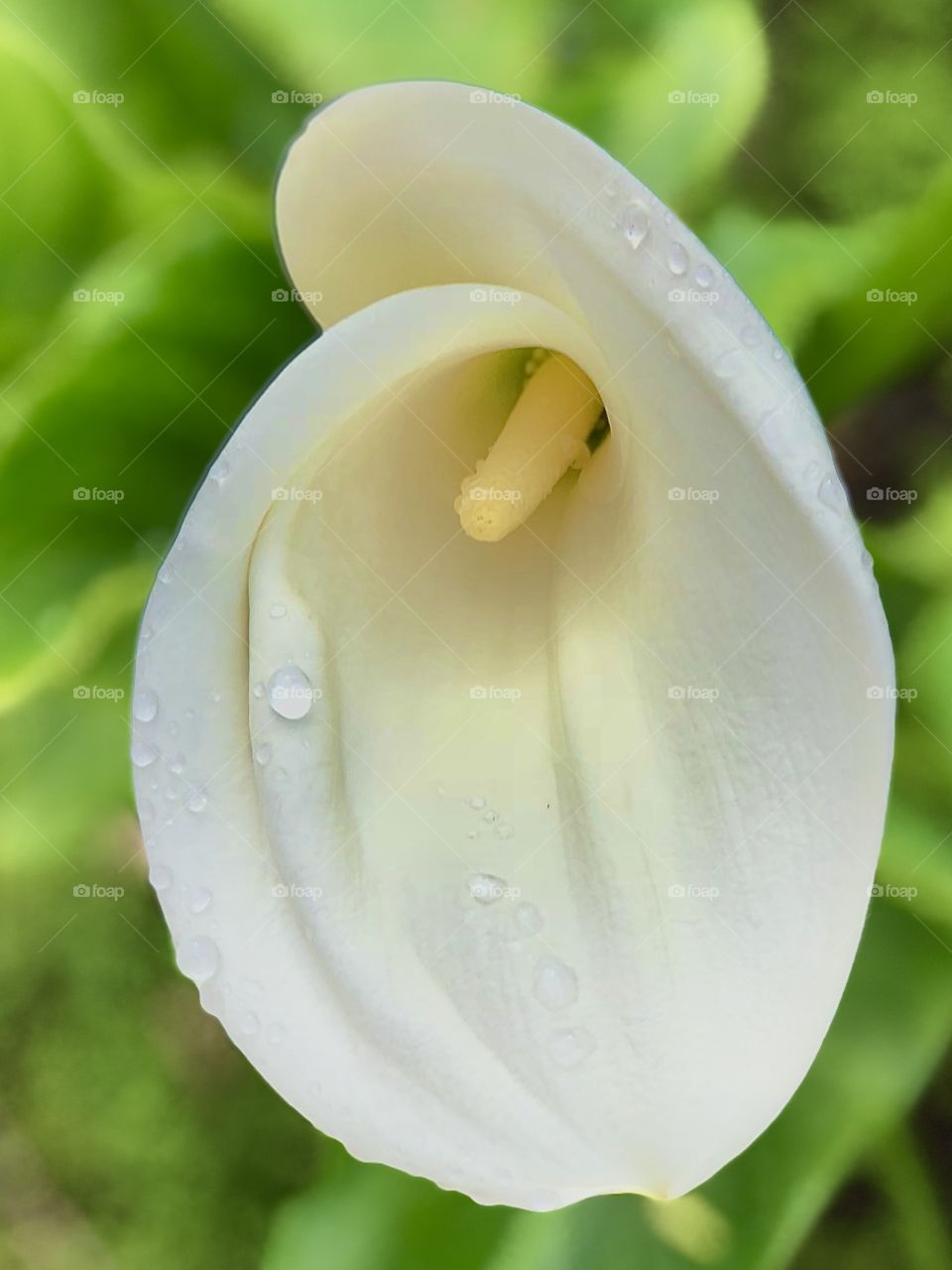 Foap Mission The Signs Of Spring! Beautiful First Spring Bloom Calla Lily With Morning Dew!