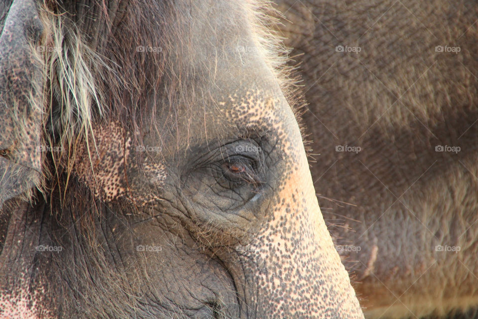 mammals animals elephant by stef79