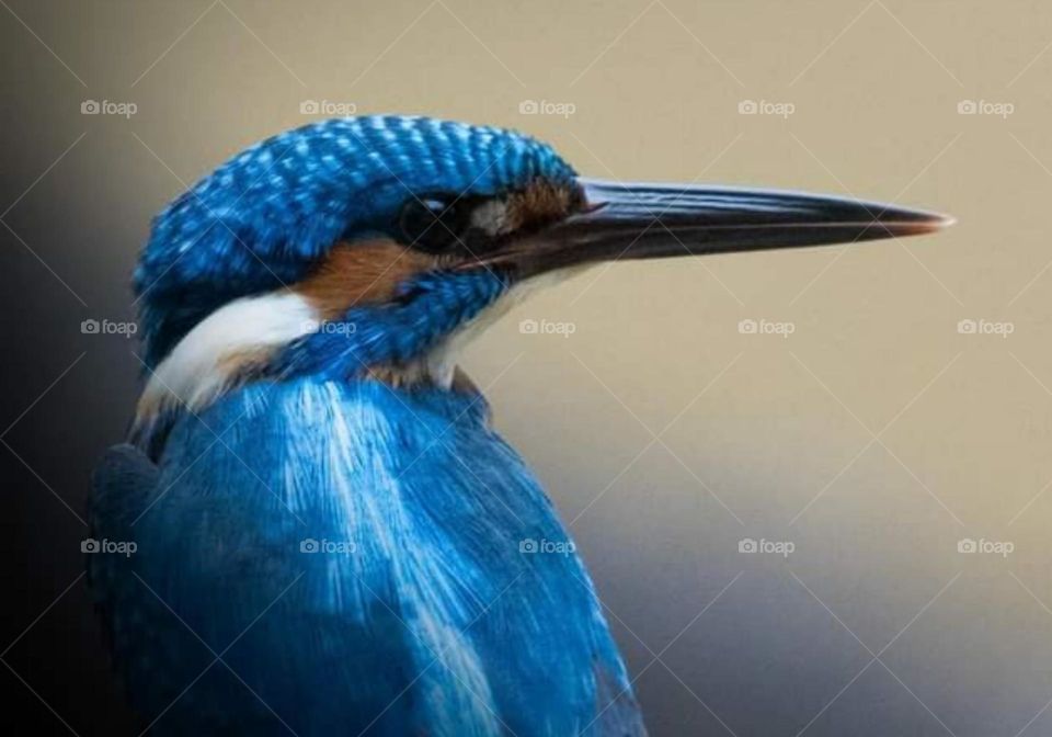 kingfisher