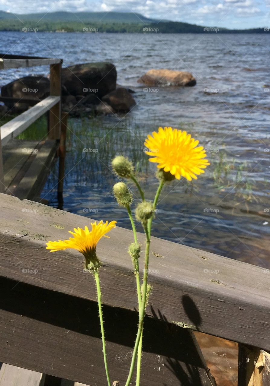 Bright yellow dandelions at the lake