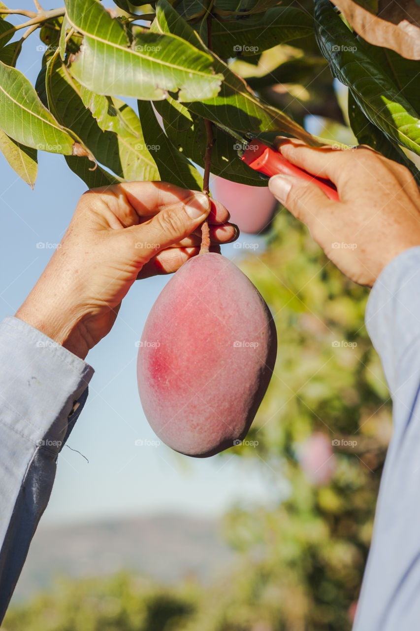 Nature, Food, Fruit, Leaf, Outdoors