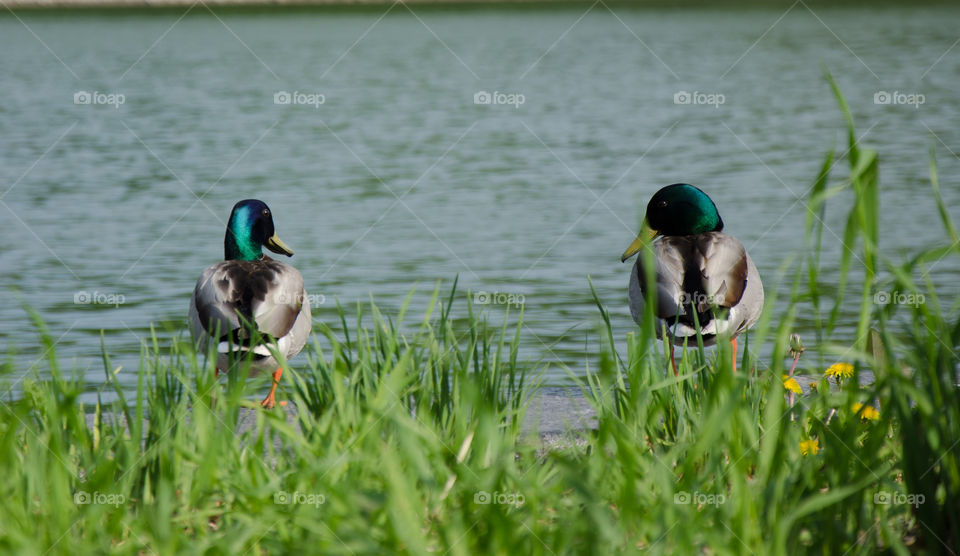 Two ducks in the lake watching each other 