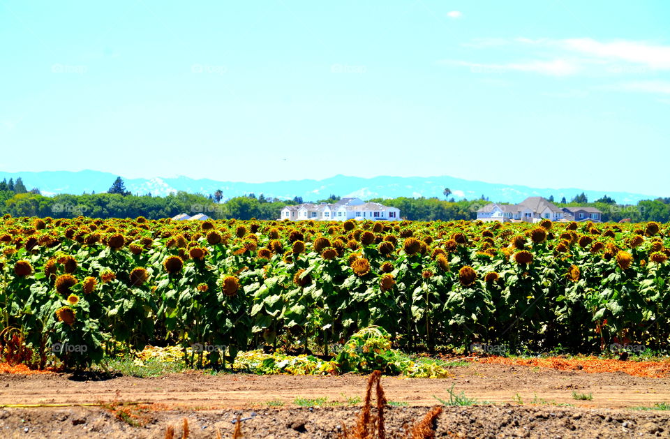 Sunflower Fields 🌻