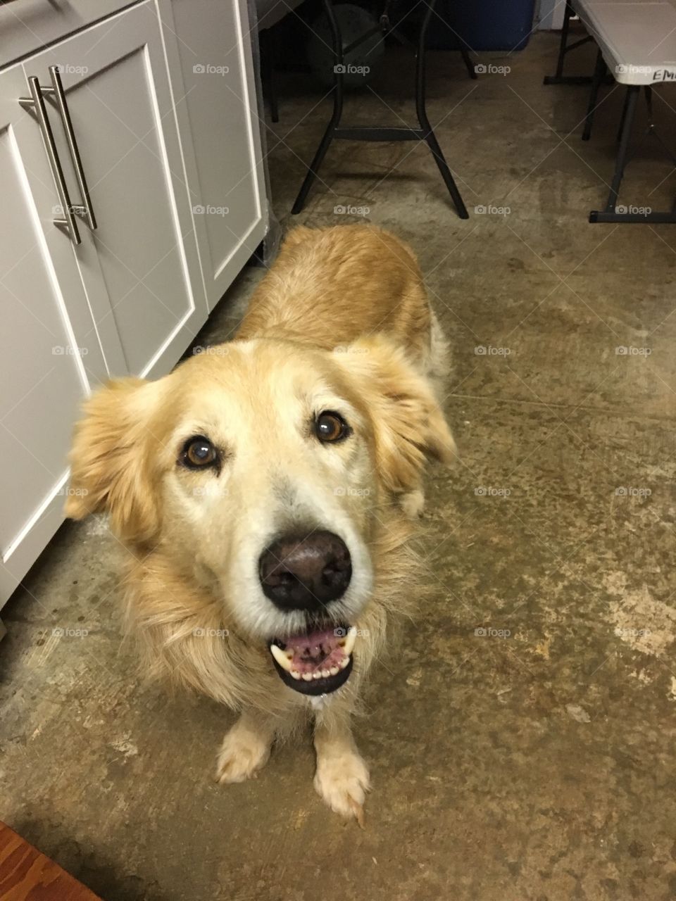 Very happy senior golden retriever and border collie mix dog. Nothing quite like a smile from a dog you love. 