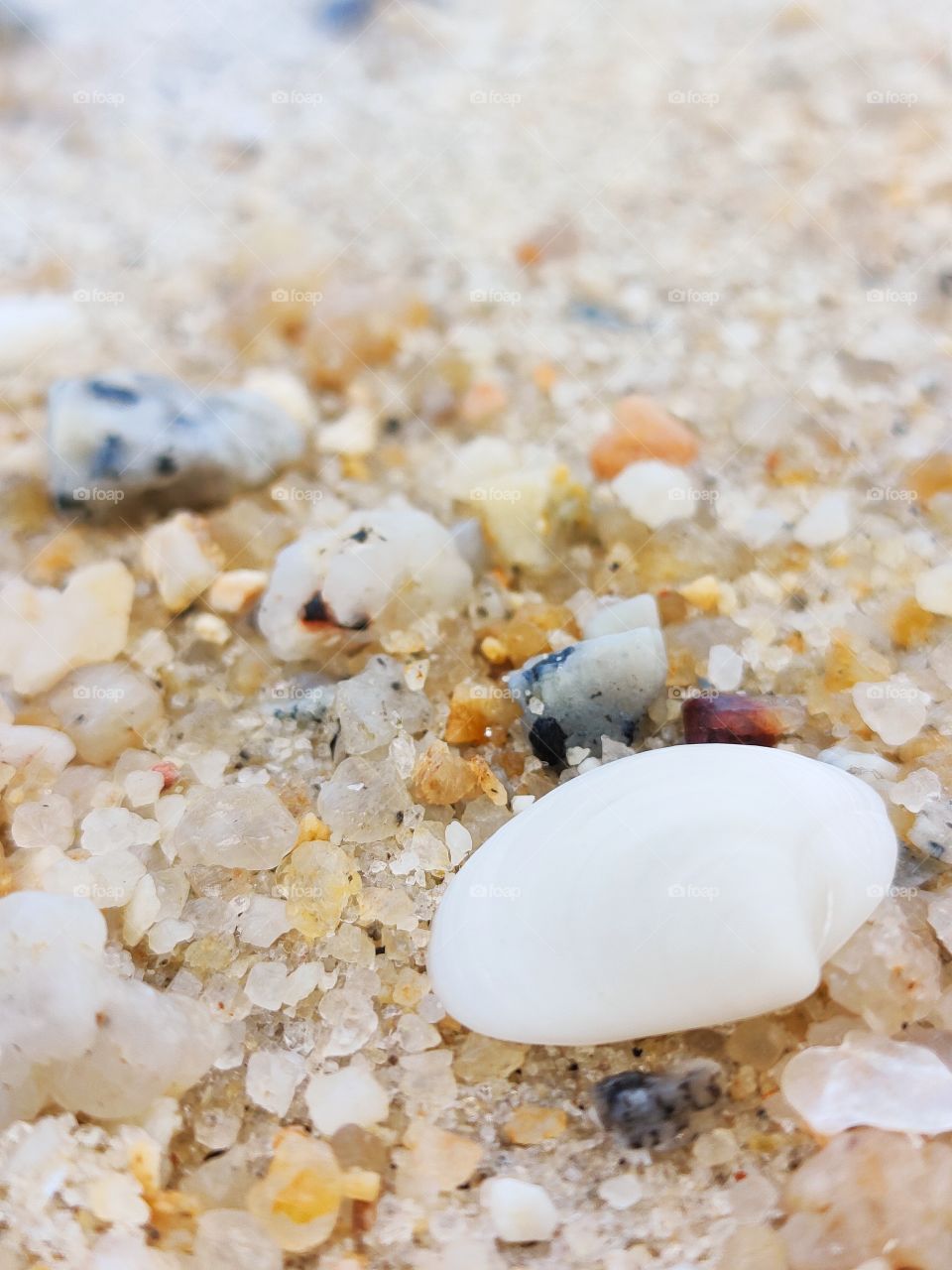 Shell at Sandy Beach