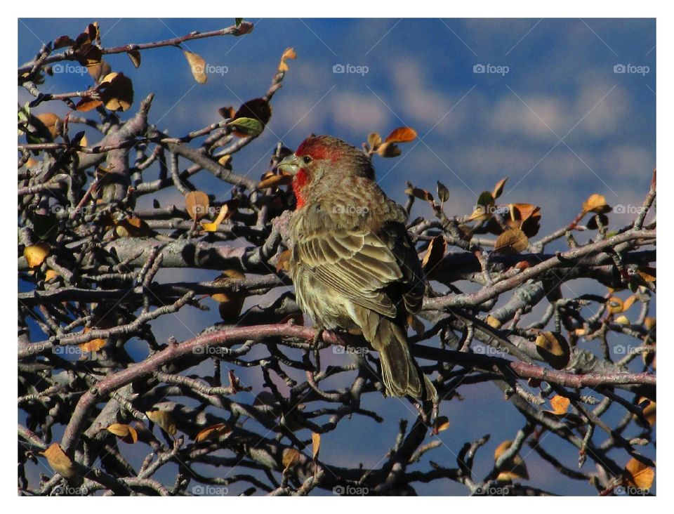Grand Canyon wildlife