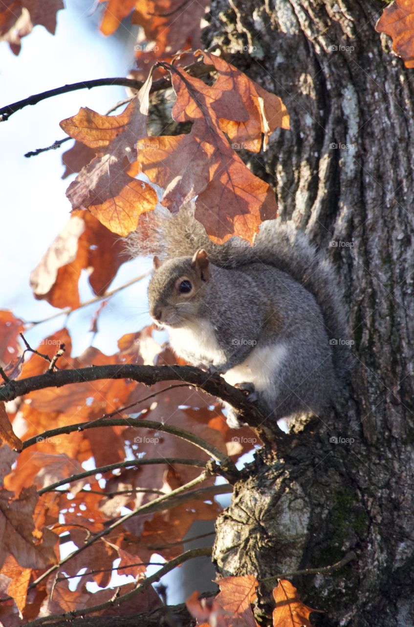 Great fall picture of squirrel taking time out of gathering nuts to bask in sunlight.