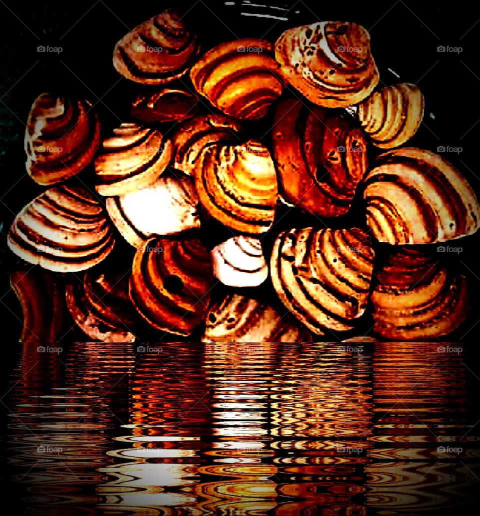 a collection of sea shells called Pawleys Money found along the beaches of Pawleys Island South Carolina