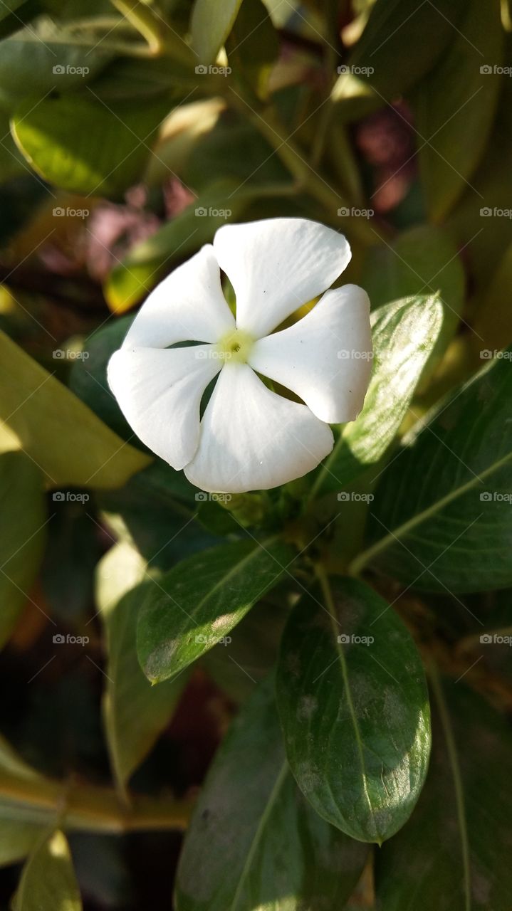 white flower