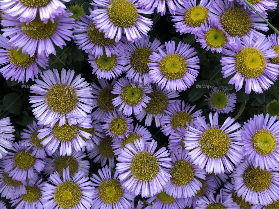 What l love about these flowers they look so smart and striking, l hope my viewers enjoy them.