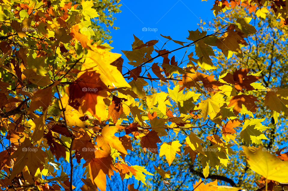 bright oranges and yellows of Autumn leaves contrast against a blue southwestern sky