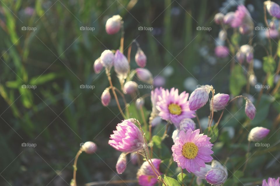 Australian daisy, called pink sunray.